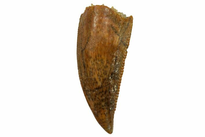 Serrated, Raptor Tooth - Real Dinosaur Tooth #255882